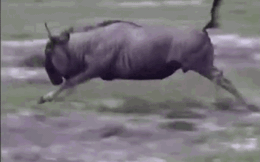 Video: Bị đàn chó hoang tấn công, linh dương đầu bò nổi điên húc kẻ đi săn bất tỉnh