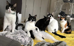 Ngủ quên không cho 5 con mèo ăn, cảnh tượng đập vào mắt lúc ngủ dậy khiến chủ nhân chỉ muốn nhắm mắt... ngủ tiếp