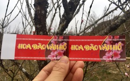 Hoa đào, mận Sơn La giá siêu rẻ, về Hà Nội giá tiền triệu