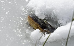 Bão tuyết khắc nghiệt ở Mỹ: Cá sấu có hành động lạ khiến nhiều người lo lắng