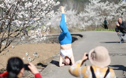 24h qua ảnh: Cô gái tập yoga cạnh cây hoa anh đào nở rộ