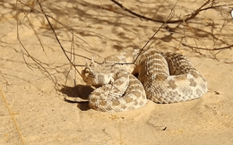 Video: Cáo nhỏ nhanh thoăn thoắt săn rắn sừng cực độc trên sa mạc