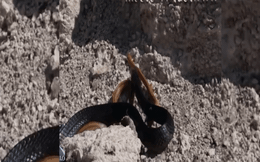 Clip: Rắn Mamba đen nuốt sống rắn nâu