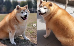 Chó Shiba bị “thần heo nhập”, ăn kiêng 9 năm vẫn béo tròn, nguyên nhân đằng sau vừa tội vừa buồn cười