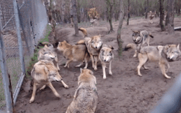 Cả đàn sói bỗng nhiên tấn công thành viên trong đàn như kẻ thù, tại sao vậy?