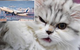 Phi công bị mèo tấn công, máy bay phải hạ cánh khẩn