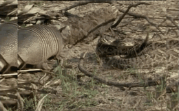 Clip: Tatu chín đai thoát khỏi cá sấu và rắn đuôi chuông ngoạn mục