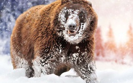 'Cocaine Bear': Chuyện về chú gấu đen đủi ăn hết hơn 30 cân ma túy, những gì xảy ra sau đó đã đi vào huyền thoại