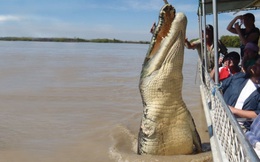 Bắt được cá sấu dài hơn 4m, người dân tá hỏa phát hiện điều kinh hoàng trong bụng "con quái thú"