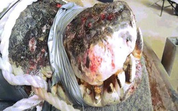 Úc: Bắt cá sấu nặng nửa tấn, chật vật không nhấc được lên thuyền