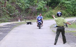 Dùng súng phi tiêu gây mê, bắt đàn voọc hung dữ tấn công gần 20 người
