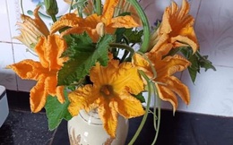 Mẹ trẻ khoe bình hoa hương đồng gió nội ai ngó qua cũng tủm tỉm, chỉ nghĩ đến lúc đem đi xào tỏi với luộc mắm gừng