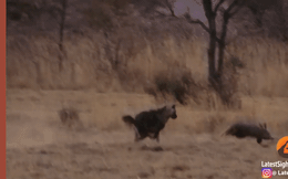 Clip: Lợn đất suýt chết sau màn rượt đuổi thần tốc với linh cẩu