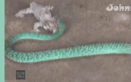Clip: Tắc kè cụt đuôi tung chiêu hiểm khiến rắn độc 'bó tay'