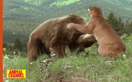Clip: Sư tử núi Puma tấn công gấu xám khổng lồ và cái kết phi thường