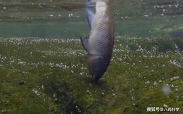 Loài cá duy nhất sống được trong 'hồ tử thần' châu Phi: Kiếm ăn trên bờ vực cái chết, cá đang bơi có thể bị luộc chín