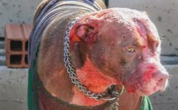 Bị 7 con chó Pitbull tấn công, người đàn ông xấu số bị cào nát mặt
