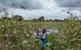 Kenya biến nạn dịch châu chấu thành cơ hội