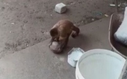 Về nhà thấy bát đĩa tứ tung, người phụ nữ tưởng trộm đột nhập rồi ngỡ ngàng trước danh tính “thủ phạm”