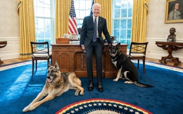 Chó cưng của Tổng thống Mỹ Biden bị đưa về quê vì cắn mật vụ