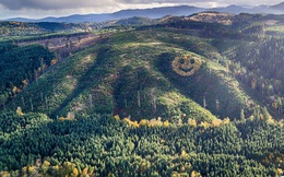 Mặt cười khổng lồ từ cây xanh xuất hiện trên sườn đồi