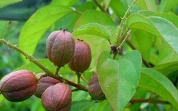 Thảo dược có độc tính và cách giải cứu