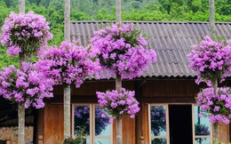 Cận cảnh vườn lan tím tuyệt đẹp treo trên hàng cây cau khiến ai cũng phải trầm trồ thích thú