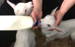 Công nghệ nuôi dê lấy sữa độc đáo ở trang trại lớn nhất nước Nga