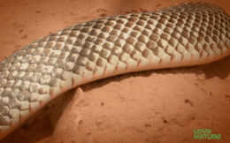 Loài rắn nguy hiểm bậc nhất nước Úc chết thảm dưới tay 'sát thủ của sát thủ'