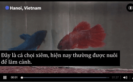 Truyền thông Pháp đưa tin về cách nuôi cá chọi độc đáo ở Việt Nam