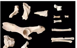Tìm thấy bộ xương chó 6.000 năm tuổi ở Ả Rập Xê Út