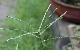 Cỏ mần trầu giúp công an “tóm” 11 tên cướp của, hiếp dâm
