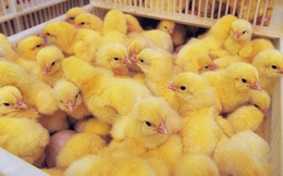 Nước Mỹ treo giải thưởng gấp 5 lần Nobel cho ai nghĩ ra cách cứu sống 7 tỷ con gà trống mỗi năm