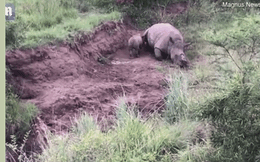 Clip: Tê giác con tội nghiệp cố bú mẹ đã chết