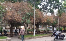 Giàn hoa giấy tuyệt đẹp bị cưa hạ: Yêu cầu công an điều tra