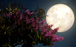 Đêm nay và mai, Việt Nam chiêm ngưỡng siêu trăng hồng kỳ ảo