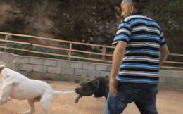 Chó ngao Ý và chó ngao Argentina nguy hiểm bậc nhất thế giới bất ngờ lao vào cắn xé lẫn nhau