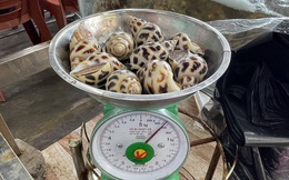 Xử phạt nhà hàng bị tố "chặt chém" 1,8 triệu đồng/kg ốc hương