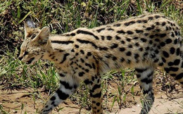 1001 thắc mắc: Loài mèo nào chạy nhanh chỉ sau báo cheetah?