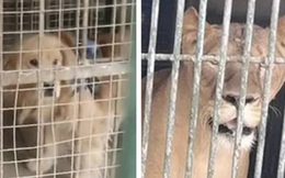 Sở thú lùa chó vàng vào chuồng rồi quảng cáo đấy là sư tử Châu Phi để thu tiền khách