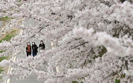 7 ngày qua ảnh: Hoa anh đào nở đẹp ngất ngây ở thủ đô Hàn Quốc