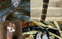 Những loài rắn hổ mang thực sự sống ở Việt Nam, tại sao không có hổ mang chúa?