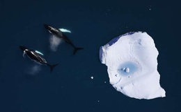 15 sự thật về Bắc Cực, nơi bí ẩn nhất Trái đất