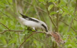 Video: "Kẻ đồ tể" trong thế giới loài chim, găm con mồi vào gốc cây rồi xé xác