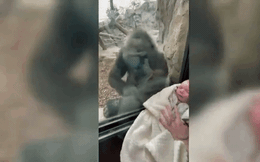 Đưa con đến vườn thú, bà mẹ sững sờ và xúc động trước phản ứng của 1 con khỉ đột