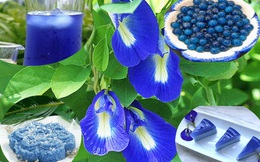 Thứ hoa rụng đầy bờ rào giờ được tiểu thương chợ mạng bán giá gần nửa triệu đồng/kg