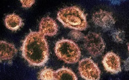 Phát hiện điểm yếu của virus SARS-CoV-2
