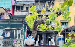 Kỳ lạ cây mọc 'xuyên thủng' nhiều căn nhà trong khu tập thể 60 tuổi ở Hà Nội