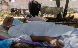 "Địa ngục" nhếch nhác ở Ấn Độ: Bệnh nhân "ở nhờ" chuồng gia súc, nằm truyền dịch cạnh trâu bò nhởn nhơ gặm cỏ