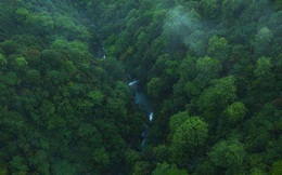 "Lá phổi của Trái đất" đang kêu cứu! Rừng nhiệt đới Amazon thải ra nhiều CO2 hơn lượng hấp thụ